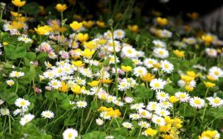 Полевые цветы:летний поход в июле по холмам Подмосковья к реке Дубна