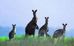 En kort historie om Australia Historien om oppdagelsen av fastlands-Australia kort