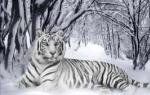 Som bor i ørkenen.  Tigre.  Hvor bor tigre i Russland og andre land?  Lever tigre i Afrika?