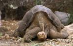 Poginila je zadnja slonja želva Abingdon